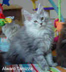 maine coon cattery